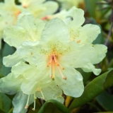 Zlatni rododendron (kaškara): šta je korisno, svojstva, uzgoj