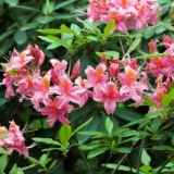 Rododendroni u lenjingradskoj oblasti: najbolje sorte, uzgoj