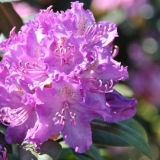 Rododendroni u sibiru: njega sadnje, sorte, fotografije