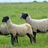 Romanovska rasa ovaca