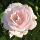 Floribunda ruža aspirinska ruža (aspirinska ruža): opis sorte, vide...