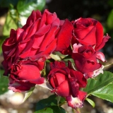 Rosa floribunda niccolo paganini: opis sorte, fotografije, recenzije