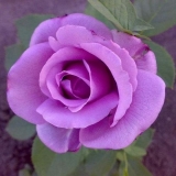 Ružičasto plavi nil