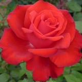 Rosa grande amore (super velika ljubav): fotografija i opis, recenzije