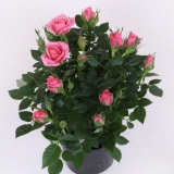 Rosa cordana: kućna njega