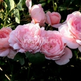 Ruza kraljica svedske