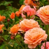 Rose dama od ljutike