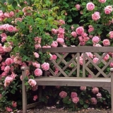 Rosa maria theresia (maria teresa): fotografija i opis, recenzije