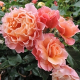 Rose marie curie (marie curie): fotografija i opis, recenzije