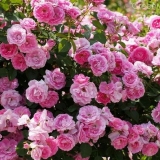 Rosa morden stogodišnjica