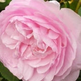 Rose olivia rose austin