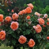 Rose austin lady emma hamilton (lady emma hamilton): fotografija i opis