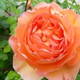 Rosa pet austin: recenzije