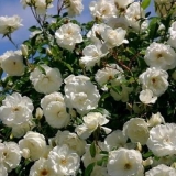 Penjajuća ruža penjačica ledeni brijeg: sadnja i njega