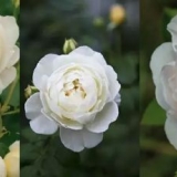 Rosa grm claire austin: sadnja i njega