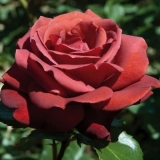 Rose terracotta