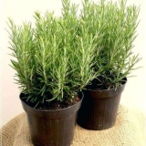 Ruzmarin: sadnja i njega kod kuće