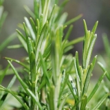 Ruzmarin - uzgoj na otvorenom tlu u predgrađu