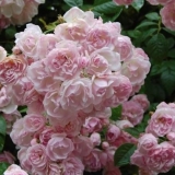 Ruže koje pokrivaju tlo: sorte otporne na zimu + fotografija