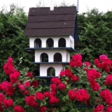 Ruže sa četinarima u krajoliku