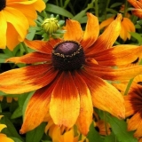 Rudbeckia (cvijet)