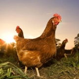 Crvene kokoške
