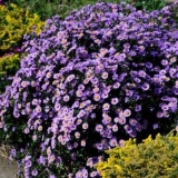 Višegodišnje vrtno cvijeće: fotografija s imenom