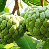 Šećerna jabuka - egzotično voće sa lekovitim svojstvima