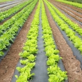 Iceberg salata - raste iz sjemena