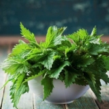 Salata od koprive: recepti sa fotografijama, sa jajetom, sa krastavcem