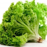 Zelena salata - uzgoj