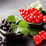 Mjesečina od ribizle: recepti od bobica, pupoljaka, grana