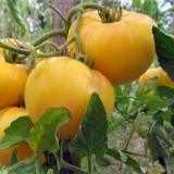 Najzanimljivije žute sorte paradajza