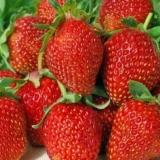 Najveće sorte jagoda