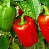 Najveće sorte paprike