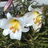 Najbolje sorte cjevastih ljiljana