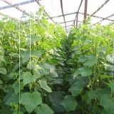 Najproduktivniji hibridi krastavca