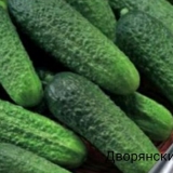 Najproduktivnije sorte krastavaca za otvoreno tlo