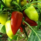 Najproduktivnije sorte slatke paprike