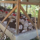 Štala za brojlere i ljetni tor uradi sam