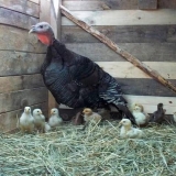 Štala za purane uradi sam + fotografija