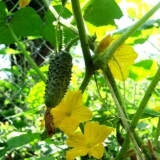 Sjeme krastavca oprašenog pčelama