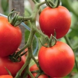 Sjeme paradajza za lenjingradsku regiju: sorte, uzgoj