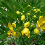 Senna trava: opis, gdje raste, svojstva i upotreba