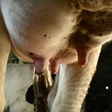 Serozni mastitis kod krava: liječenje i prevencija