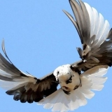 Golubovi srpasti: let i opis