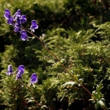 Sjeverni akonit (rvač): fotografija i opis, primjena