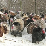 Sjevernokavkaski bronzani ćurci