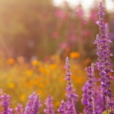 Kadulja - sadnja i njega na otvorenom polju