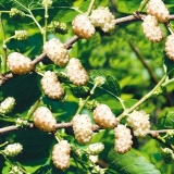 Dud bijeli tamnoputi